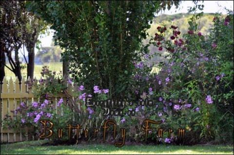 Butterfly Farm Bed And Breakfast Nirranda Экстерьер фото